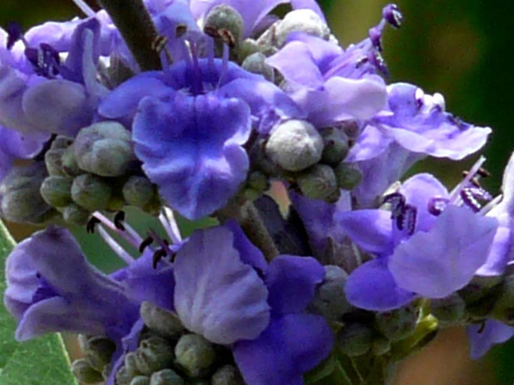 konopljika_vitex_castus_agnus