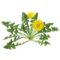 Slika Čaj navadni regrat korenine, 50 g