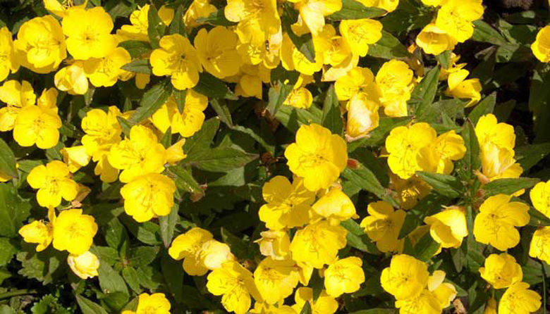 Picture of Svetlinovo olje - PRIJATELJ VSAKE ŽENSKE