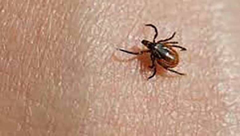 Picture of Klopi in nevarne bolezni!