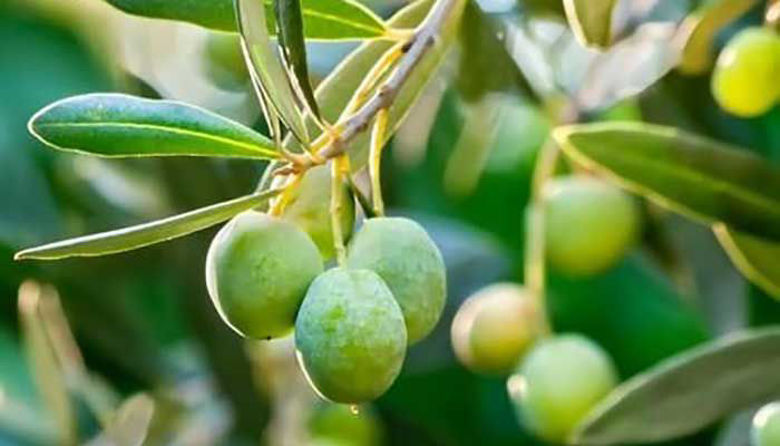 Picture of Izvleček iz oljčnih listov - učinkovito antibakterijsko, antiglivično in antivirusno sredstvo.