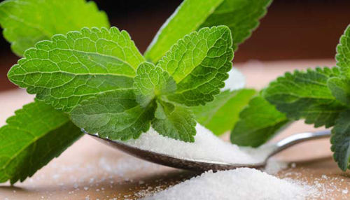 Stevia sladilo brez kalorij