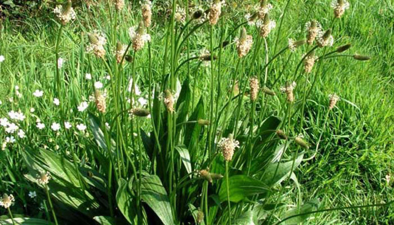 Picture of OZKOLISTNI TRPOTEC