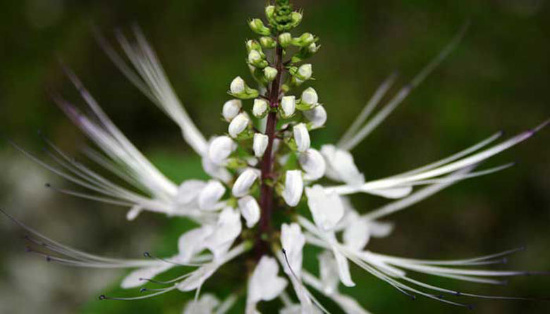 Picture of ORTOSIFON JAVANSKI ČAJ