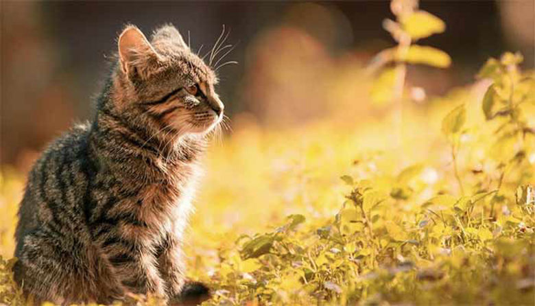 Picture of Foresto ovratnica za mačke - forum, cena, akcija