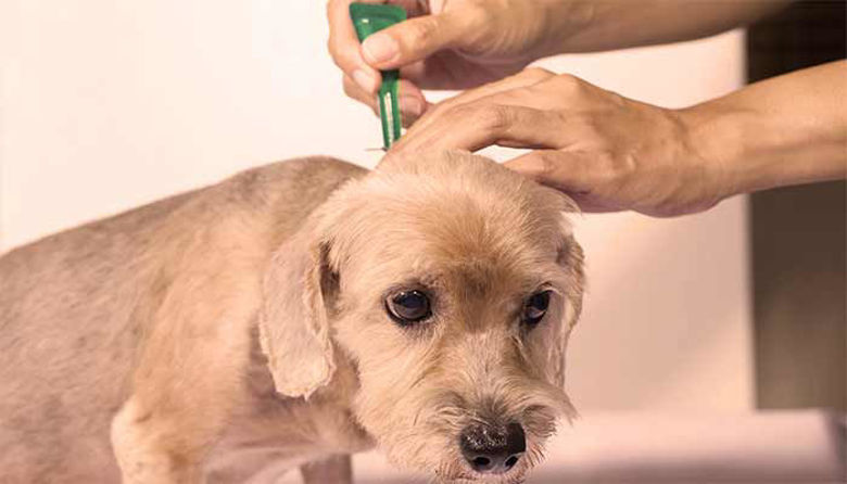 Picture of Bolha PSI