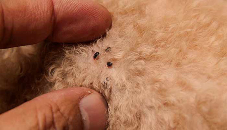 Picture of Ali gredo pasje uši na človeka?
