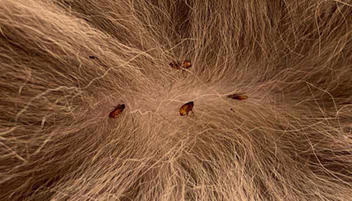 Bolhe pri psu - Kako se jih znebiti?