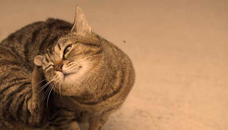 Picture of Bolhe pri mačkah - kako jih prepoznati in odstraniti