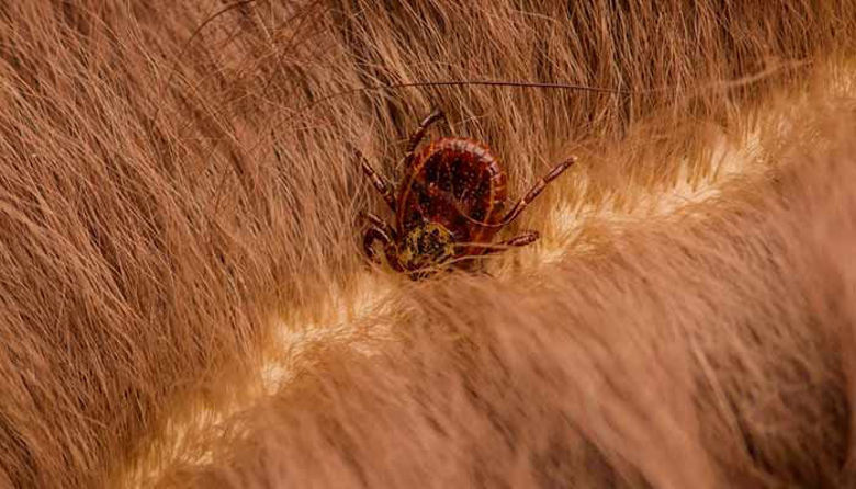 Picture of Klop pri psu - kako jih uspešno odstranimo?