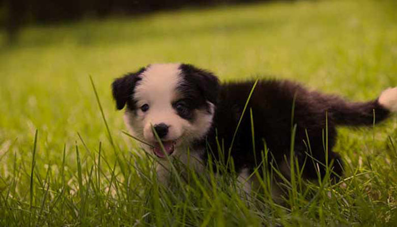 Picture of Klopne bolezni pri psih