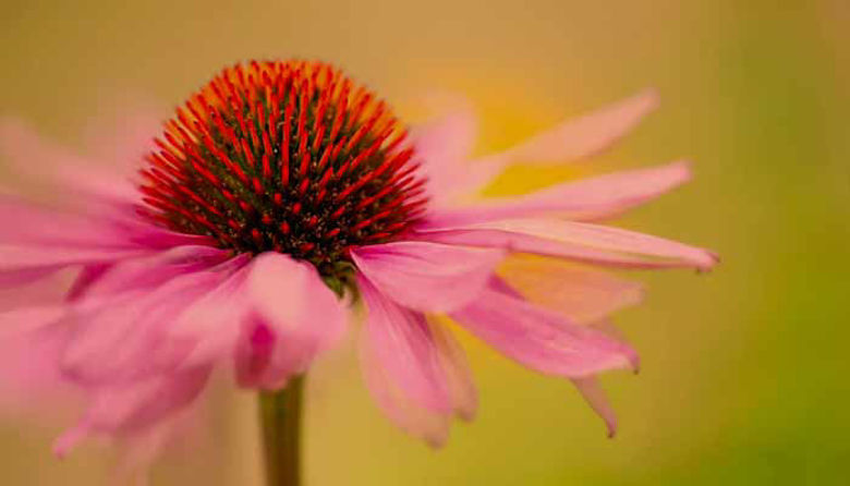 Picture of Ameriški slamnik - prednosti, uporaba in možni stranski učinki