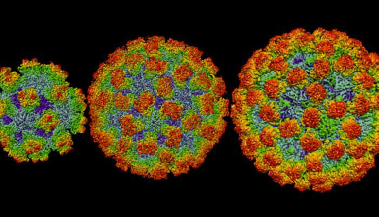 Picture of Trebušna viroza - simptomi, zdravljenje in preventiva