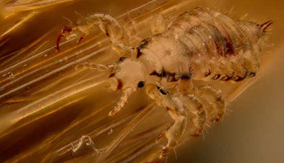 UŠI - neprijetna skrita nadloga!