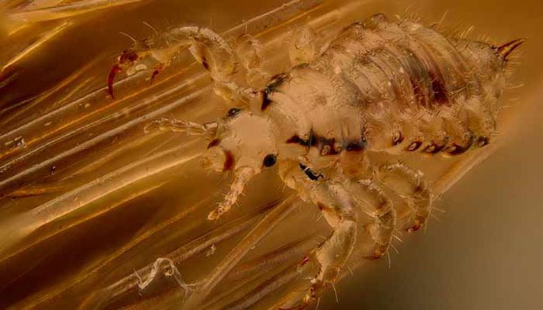 Picture of UŠI - neprijetna skrita nadloga!