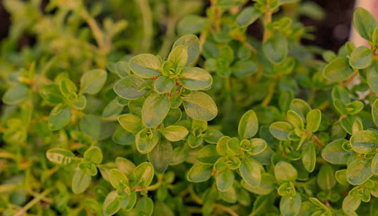 Picture of Materina dušica - Zdravilne lastnosti in koristi za zdravje