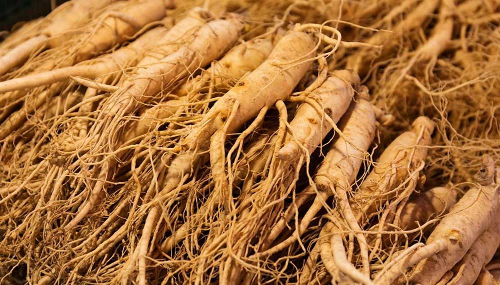 ginseng