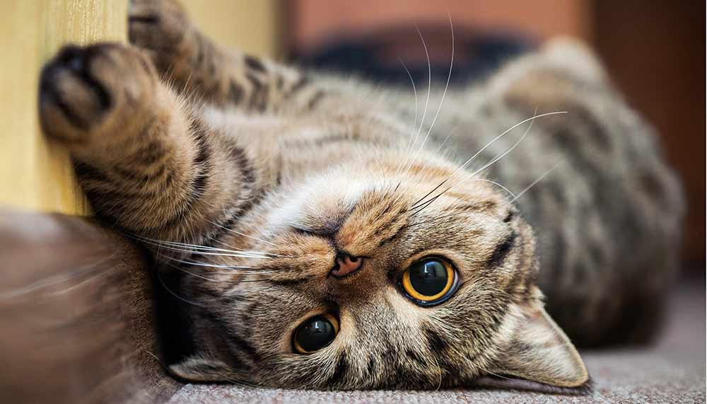 antinol-aktivna-mačka