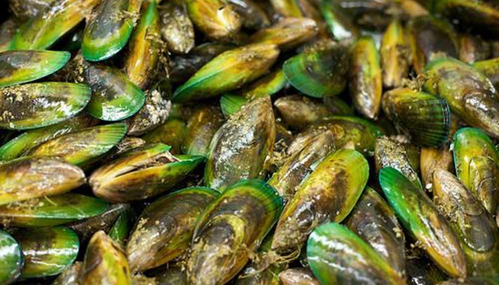 antinol-zelenoustne-školjke