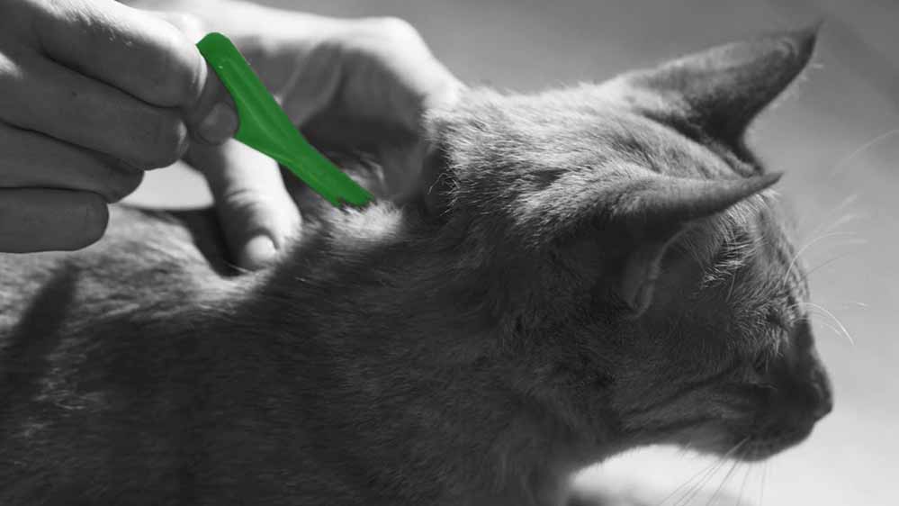 Frontline combo za mačke